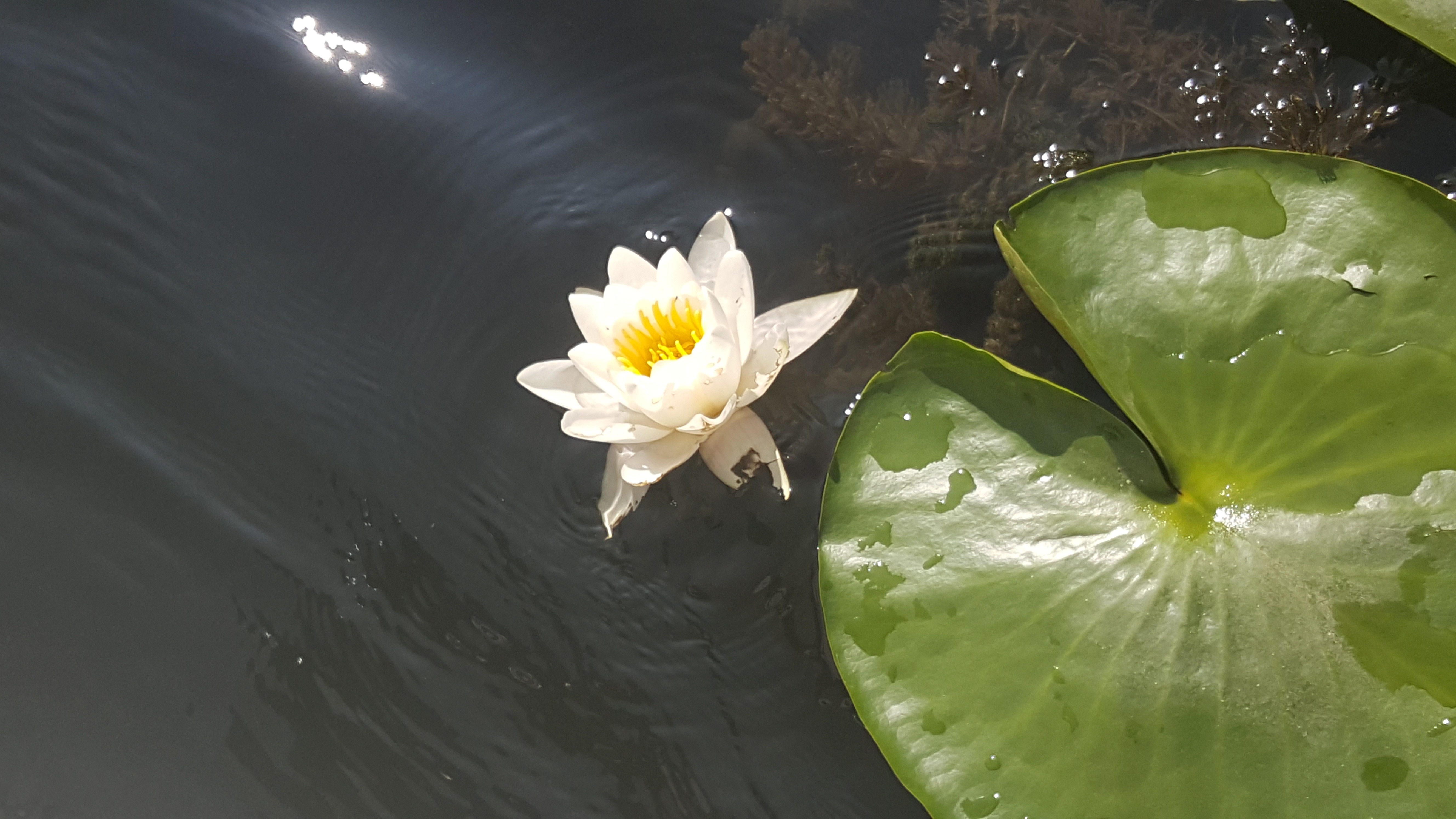 Nufar inflorit din Delta Dunarii